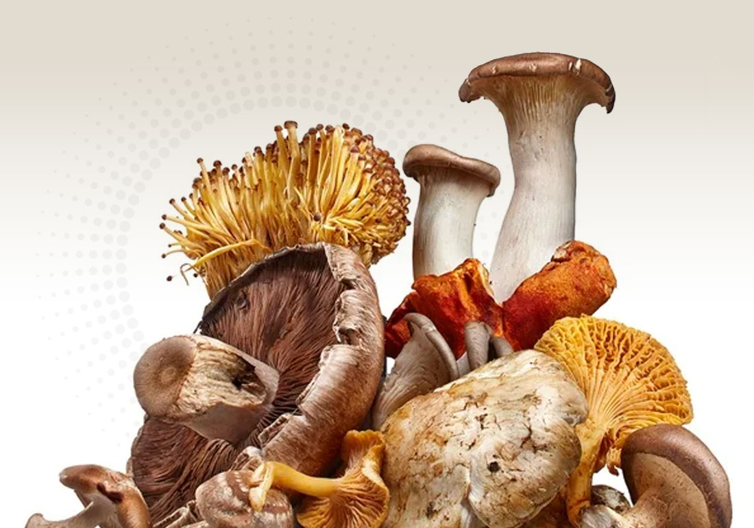 Uso dei funghi medicinali